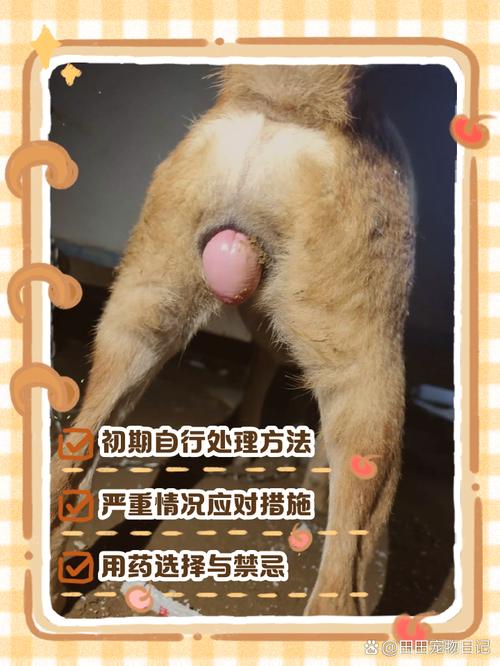 狗狗爪子划破轻微破皮