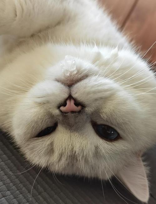 猫可以吃什么蔬菜