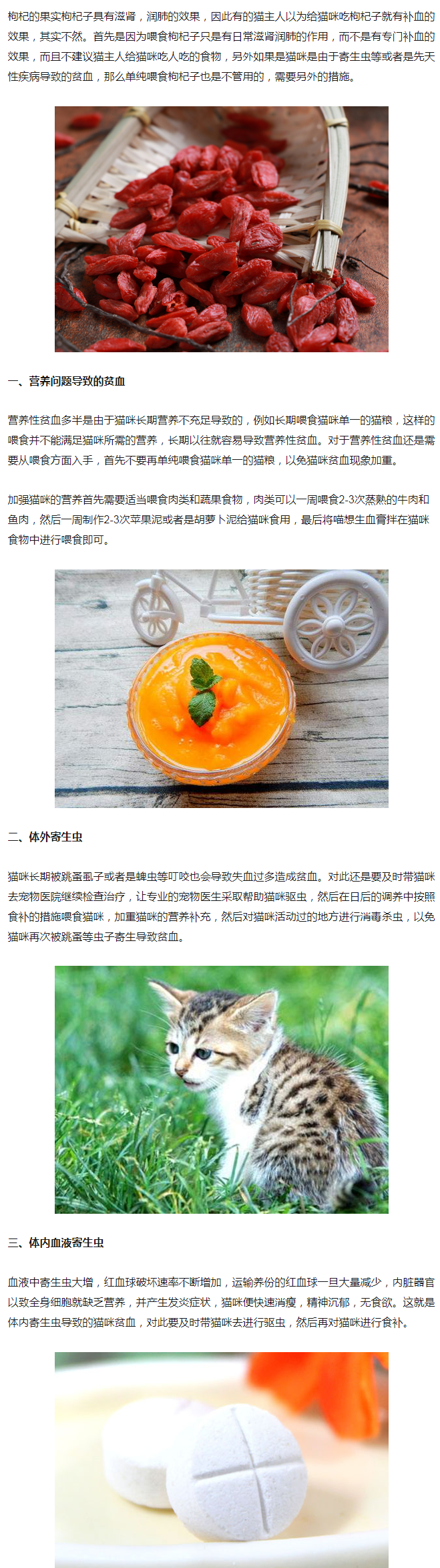 猫咪可以吃什么蔬菜