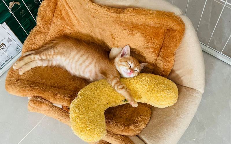 两个月的猫咪一天睡多久是正常的