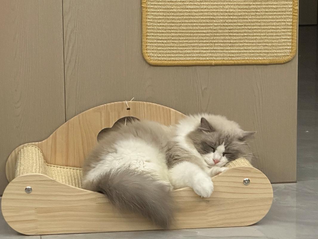 布偶猫一天一般睡多久