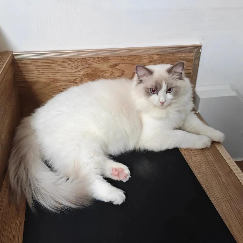 四个月的小猫一天睡多久