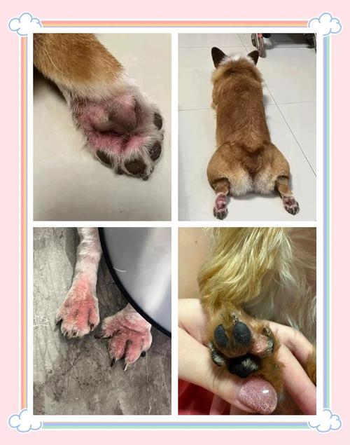 狗狗脚掌磨破皮怎么办