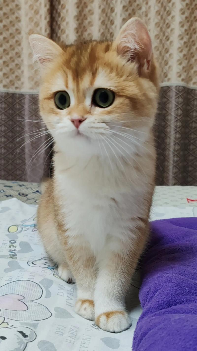 农村喂小土猫吃什么