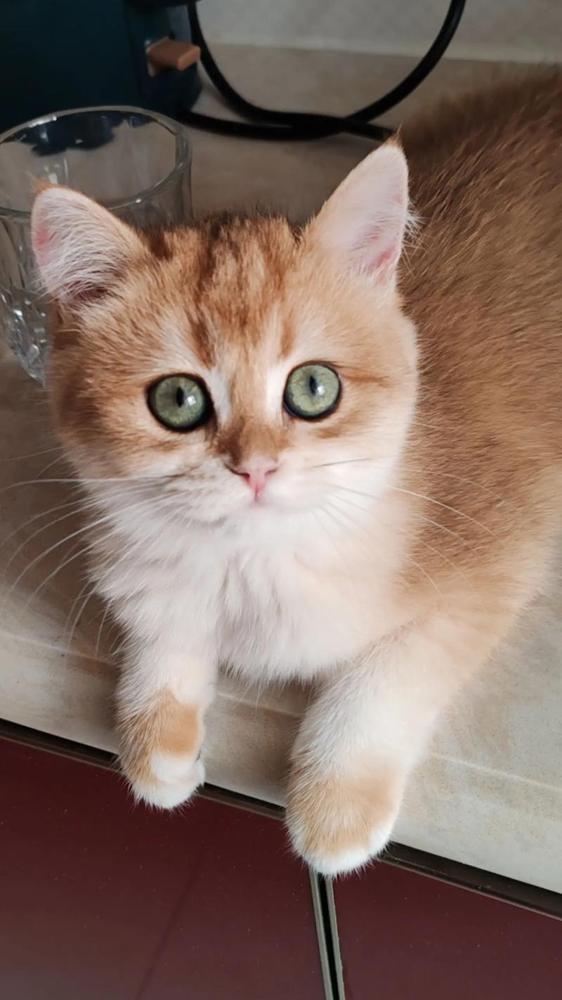 幼猫辅食吃什么