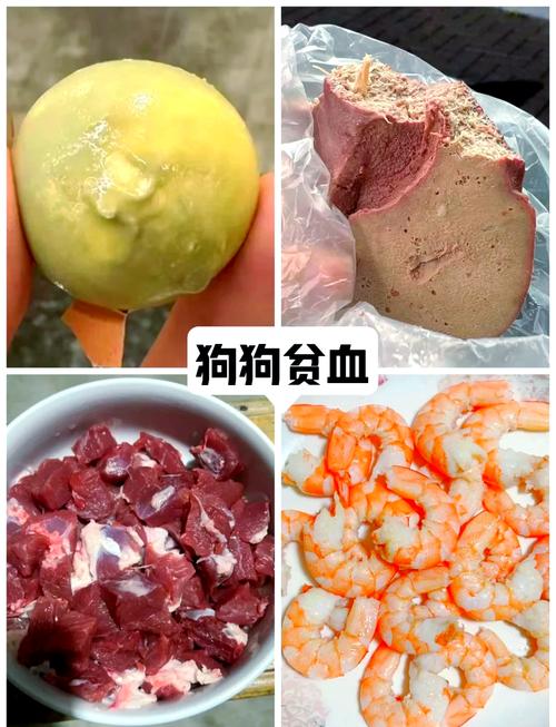 狗狗贫血吃什么补血最快?