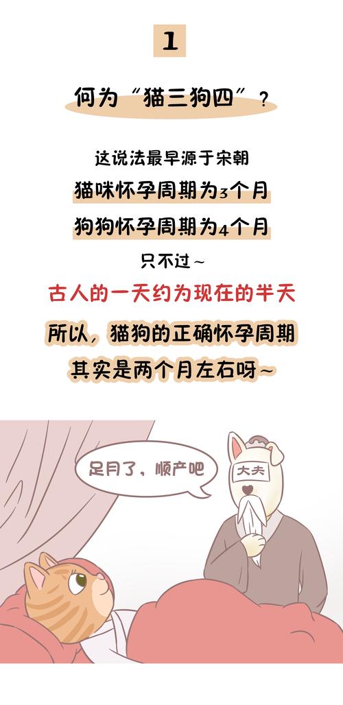 狗狗怀孕后多长时间能生狗宝宝?需要注意些什么?