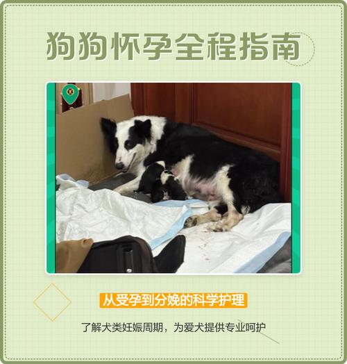 狗狗怀孕多久能生小狗