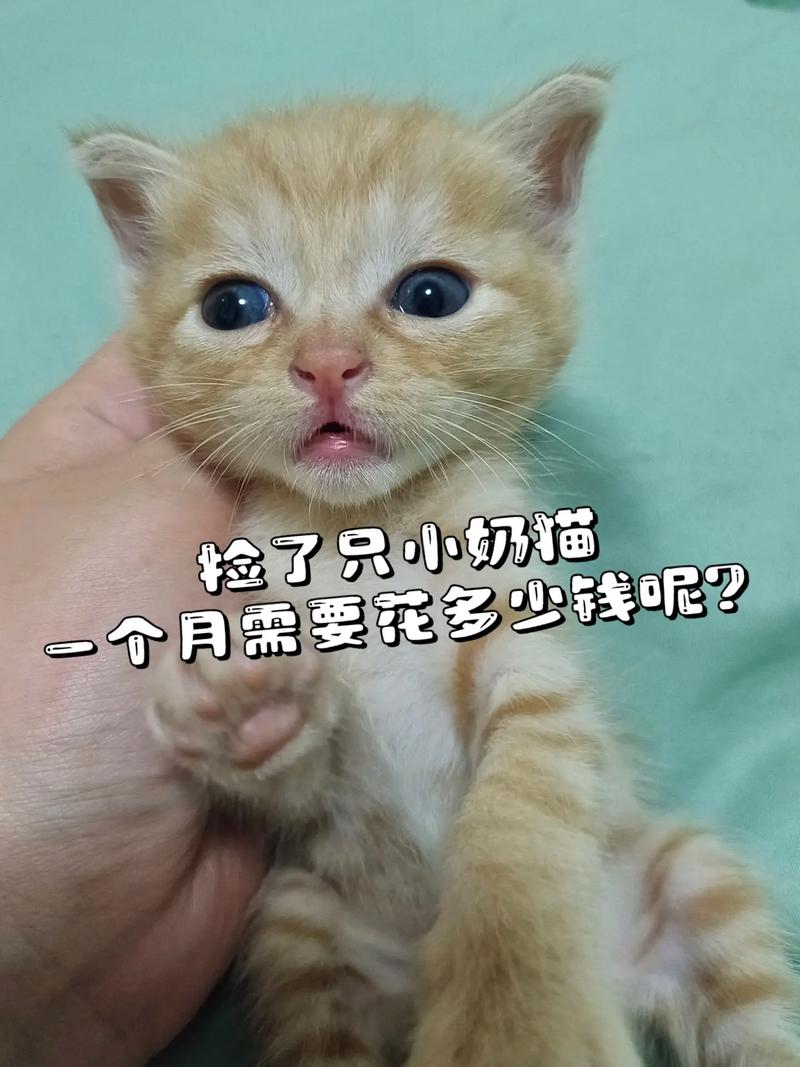 捡来的猫怎么看几个月了