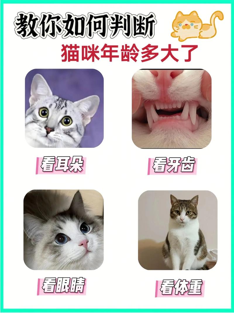 猫咪年龄怎么看?