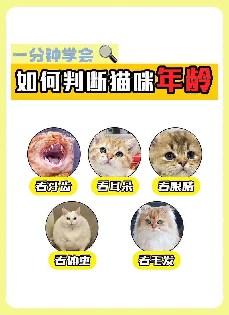 猫咪怎么看年龄图解