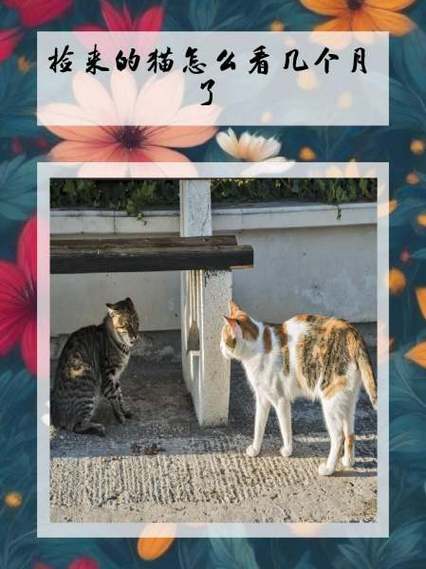 猫咪的年龄该怎么看?