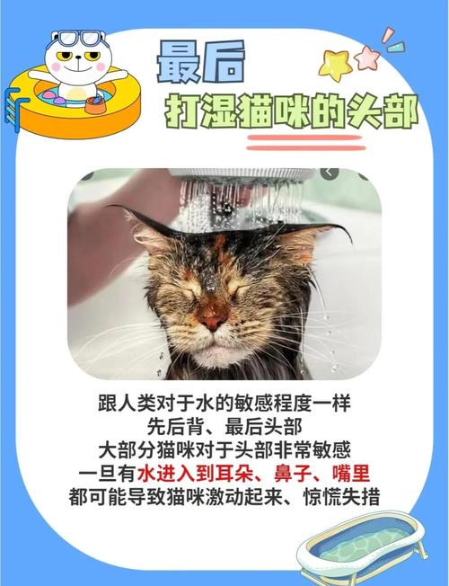 猫咪不爱洗澡怎么办?猫咪要经常洗澡吗?