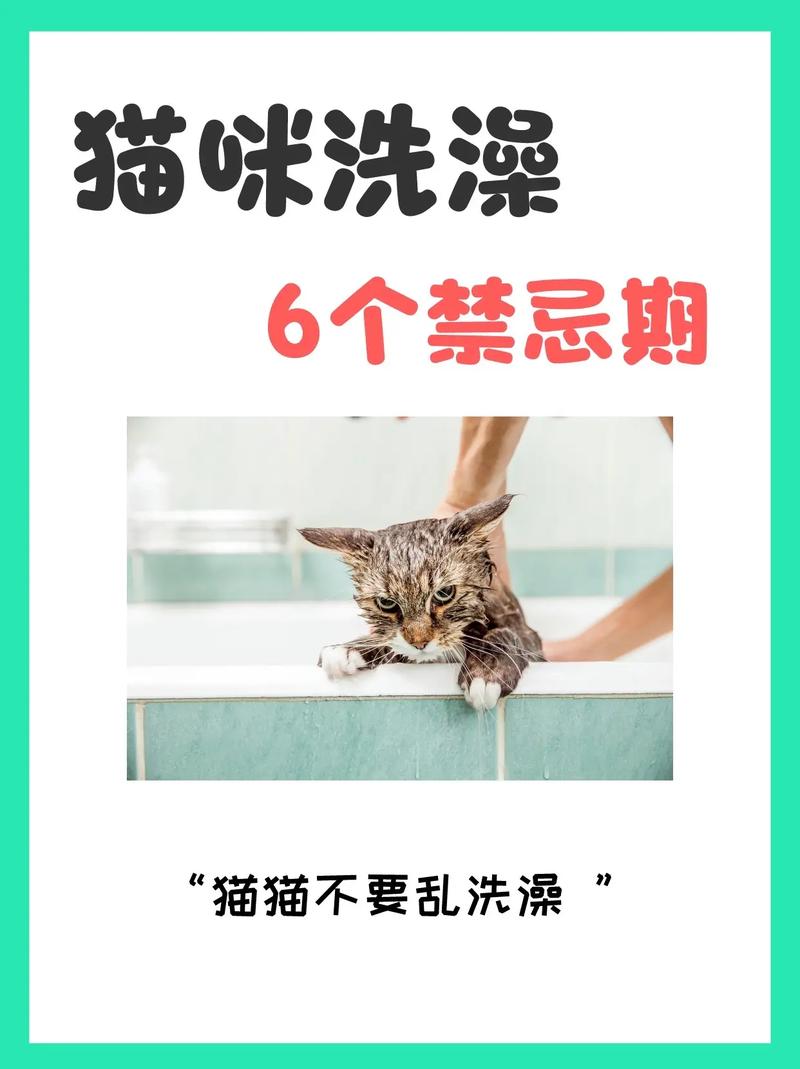 猫不爱洗澡怎么办