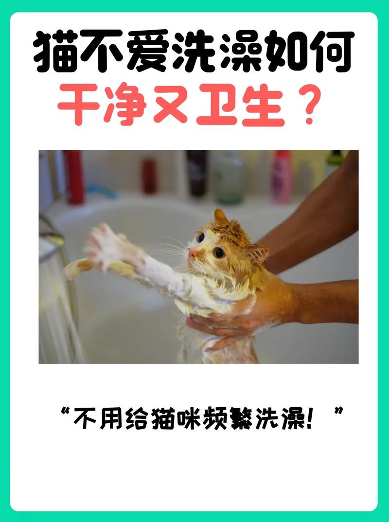 猫咪不爱洗澡?是你的方法错了