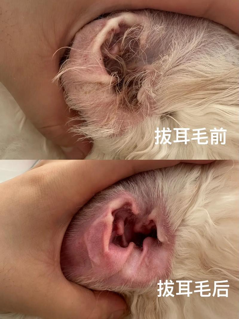 狗狗耳朵毛为什么要拔