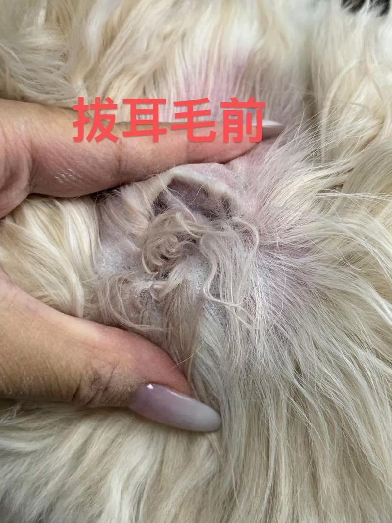 为什么要给狗狗拔耳毛?所有的狗狗都需要拔嘛?