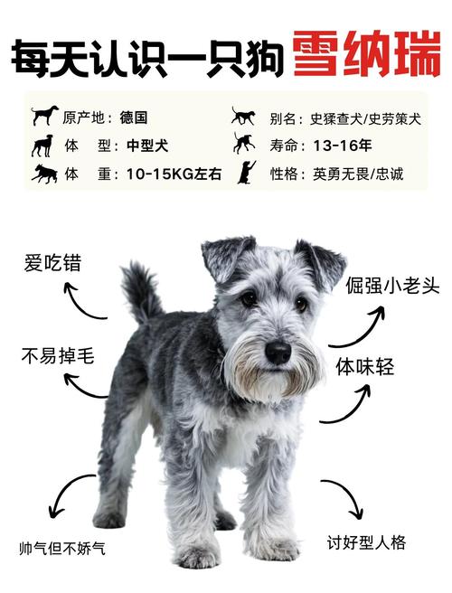 雪纳瑞犬耳朵要拔毛吗?好残忍我下不去手