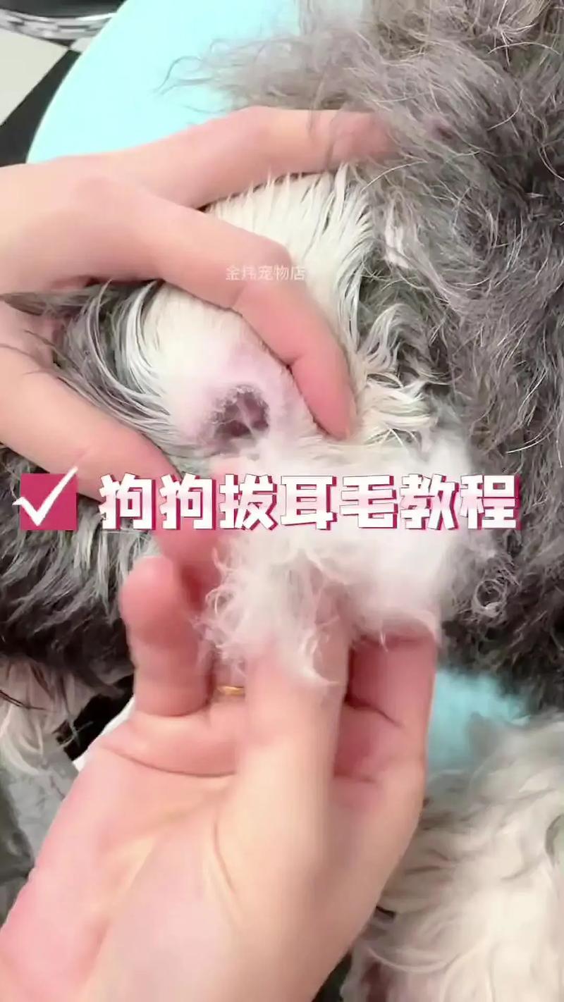 狗狗耳毛怎么拔下来
