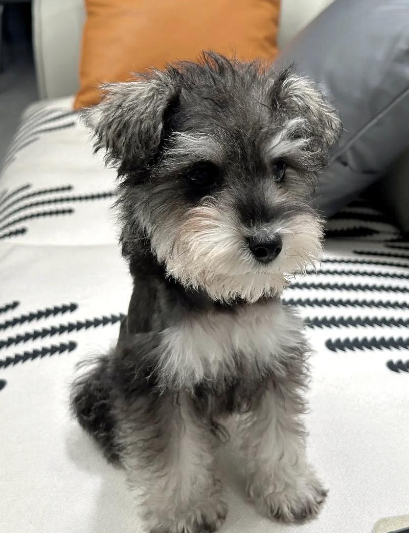 泰迪耳朵里的毛要拔吗