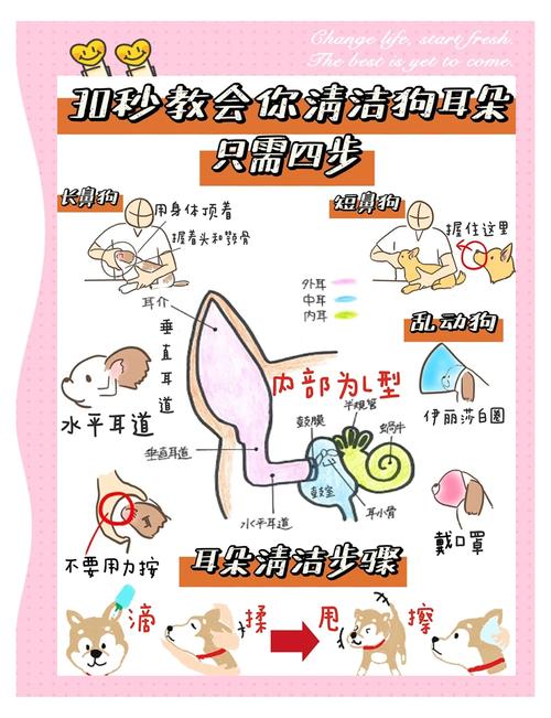 狗狗用什么清洗耳朵?