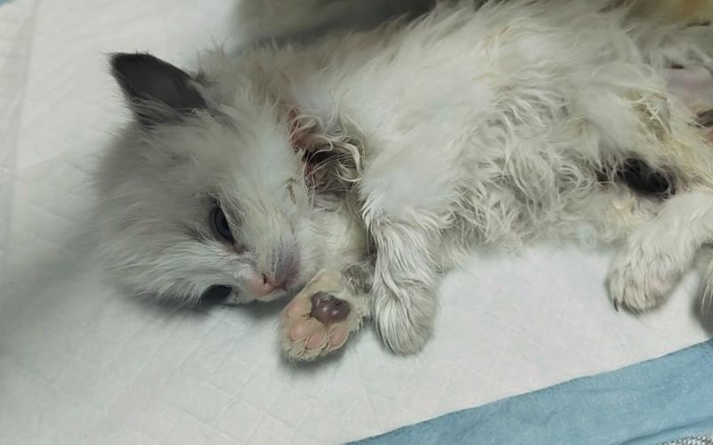 猫咪得了什么病会出现休克现象?