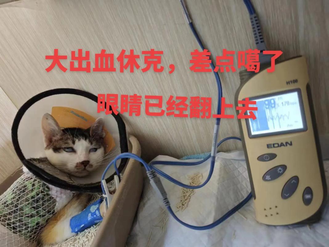 猫咪活蹦乱跳第二天死了是什么原因导致的