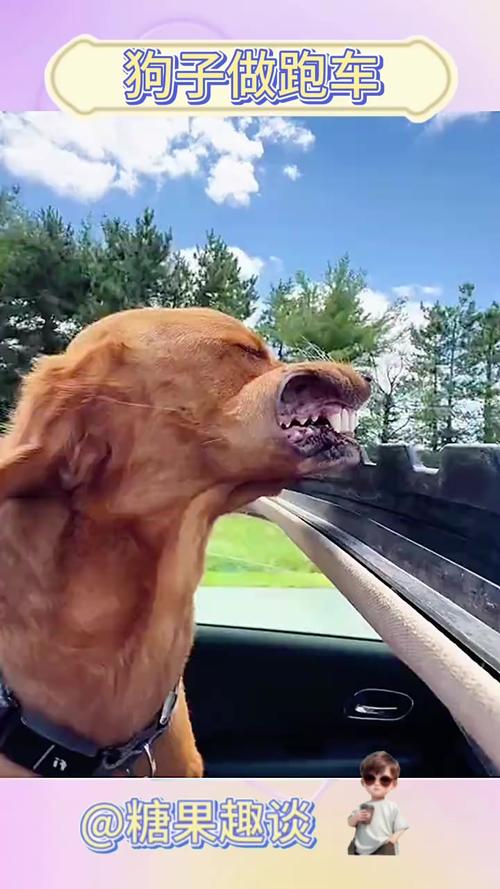 狗狗坐车一直张嘴喘气