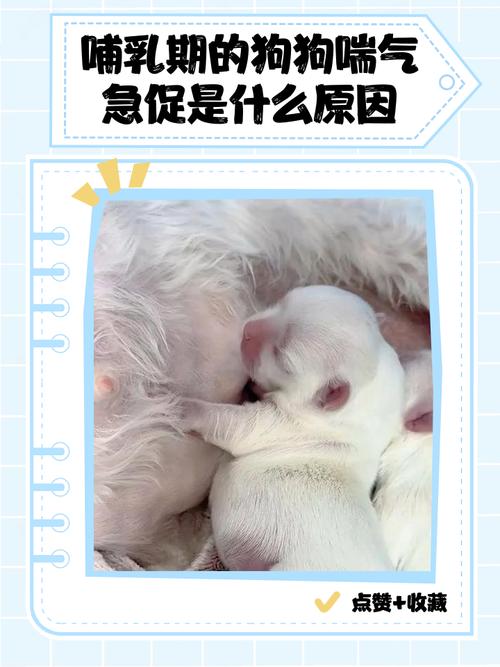 狗狗不热也一直张嘴大口喘气