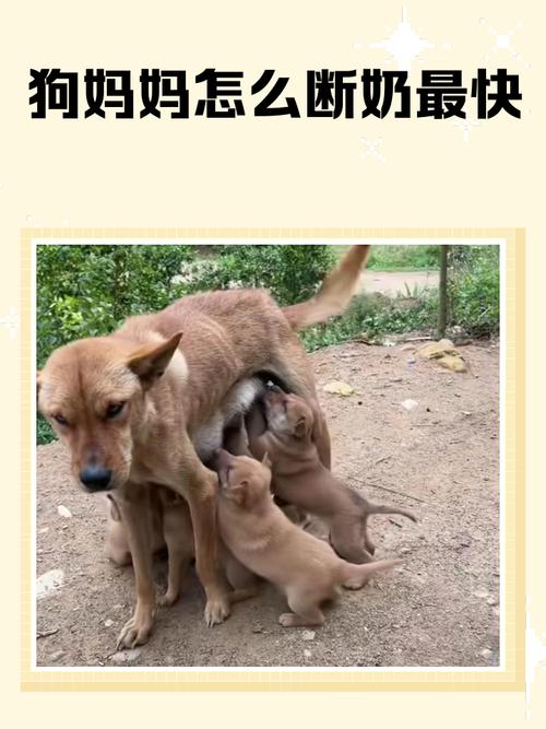 狗狗临产前喘粗气