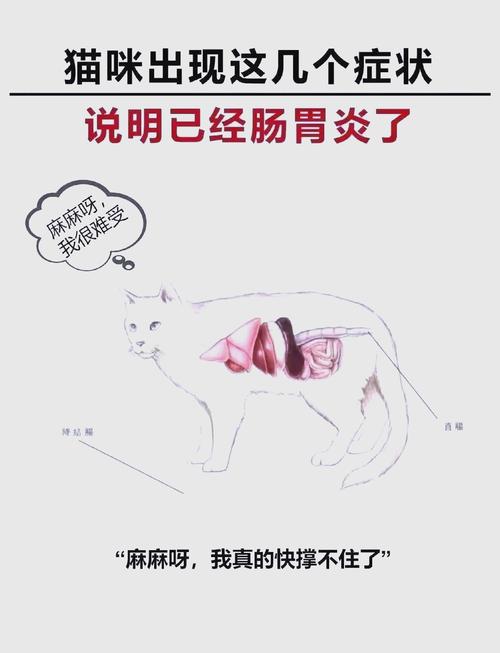 猫咪肠胃炎怎么办?