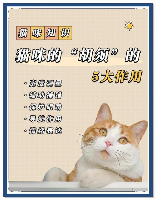 猫咪的长胡须有什么作用?终于知道宠物猫的胡须的好处!