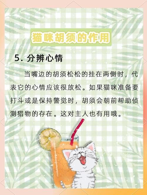 猫咪的胡须有什么作用