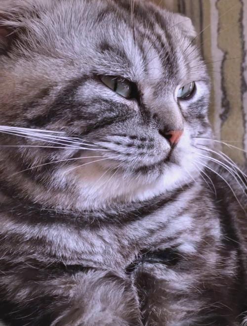 捡到猫咪的胡须会带来好运吗