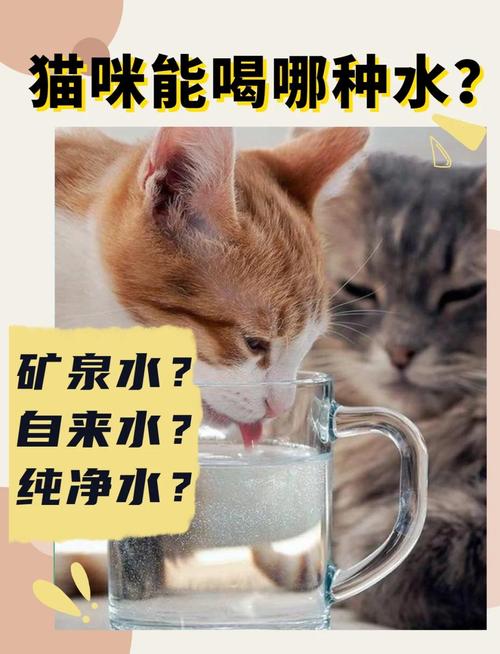 猫咪小百科——矿泉水/纯净水/凉白开/自来水,到底给猫咪喝什么水好呢...