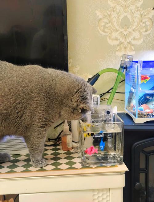 猫可以喝鱼缸的水吗?