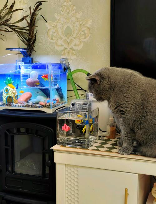 猫咪能喝矿泉水吗