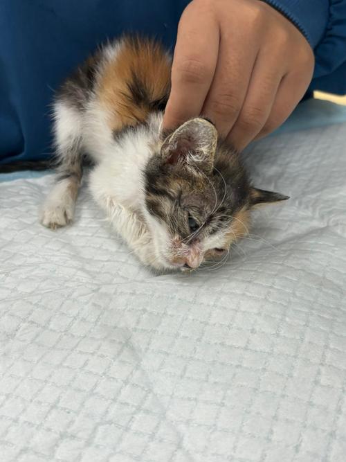 猫瘟初期治愈率多少