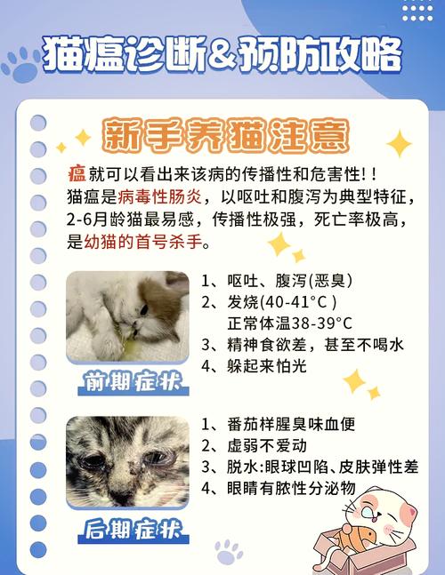 猫瘟第四天安全了吗(猫瘟到了第四天好的概率是否很大)