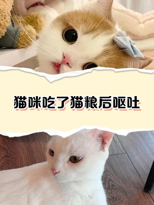 猫咪可以吃狗粮吗?