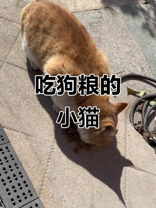 猫咪可以常吃狗粮吗