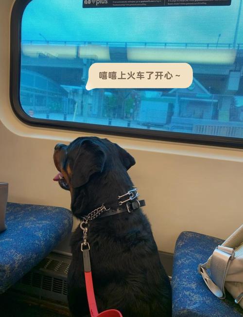 火车上可以带狗吗