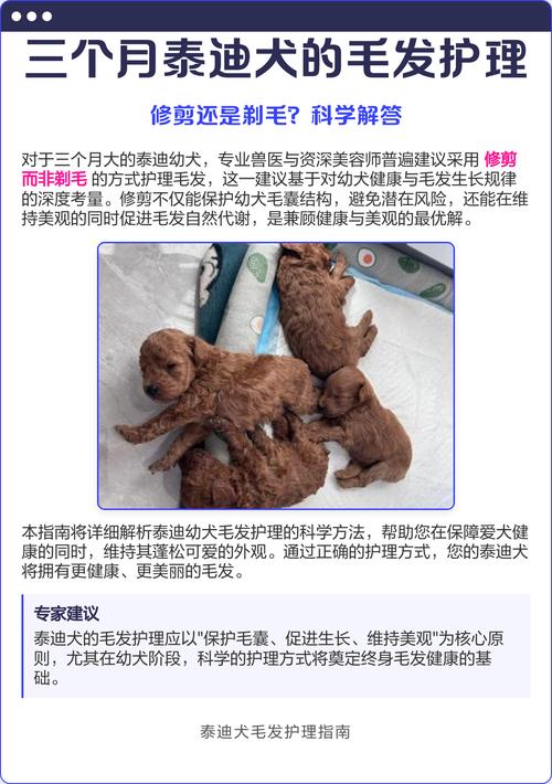 请问泰迪狗狗三个月多能带上飞机或者火车吗?需要办理什么?