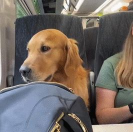 坐火车可以带宠物吗