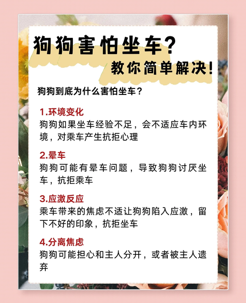 狗狗为什么不能上车