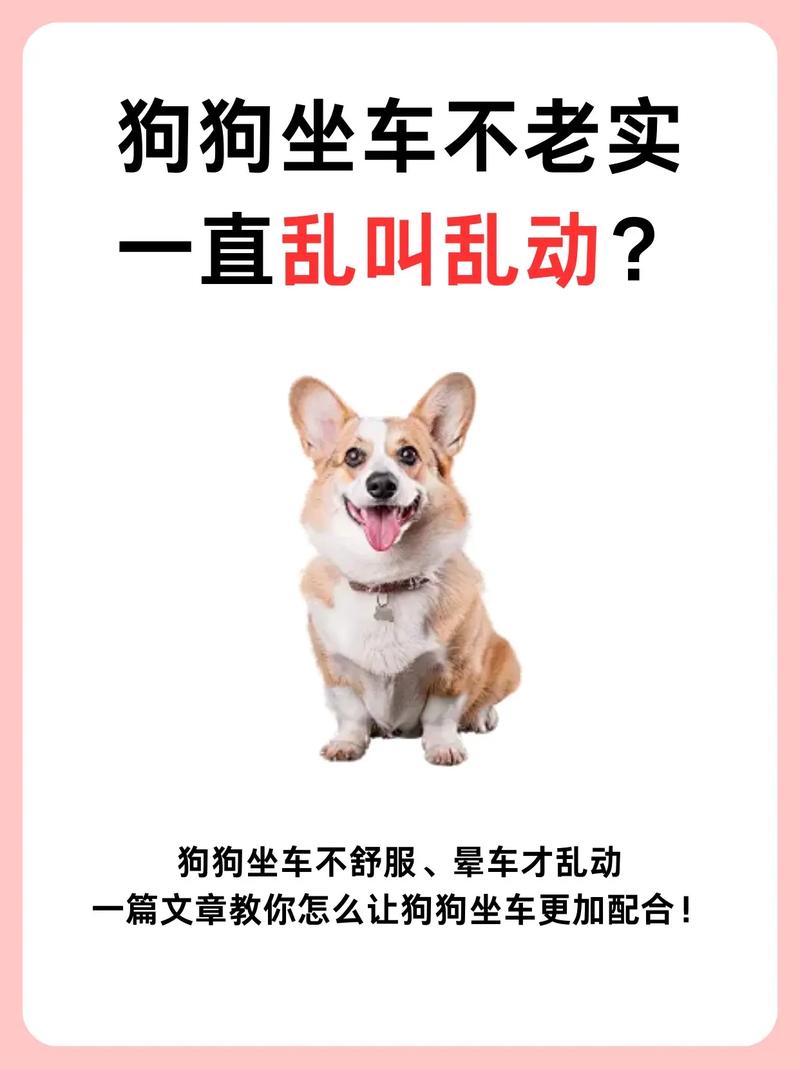 一般打滴滴车能让狗狗上车吗