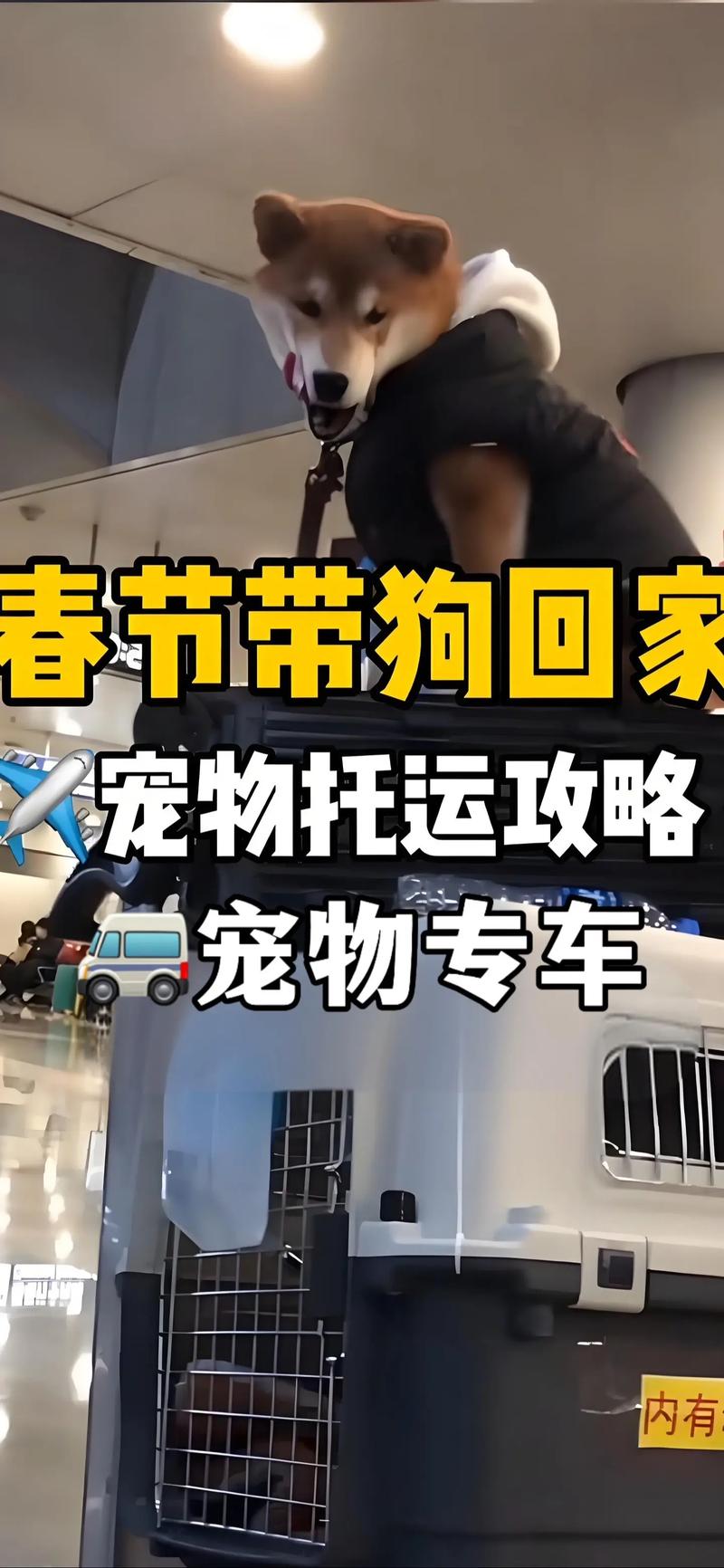 过年回老家狗狗寄养还是托运