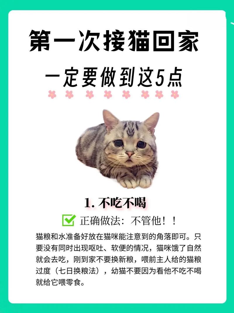 刚接回来的猫咪一直叫,很怕人怎么办?