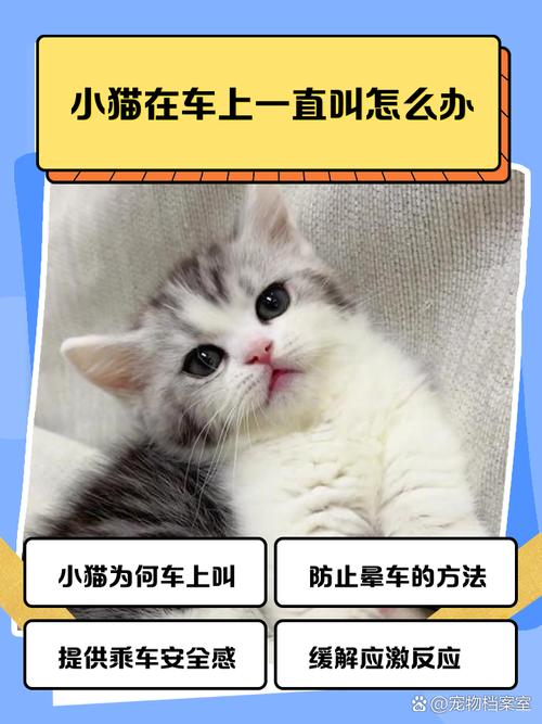 猫咪在车上一直叫怎么办