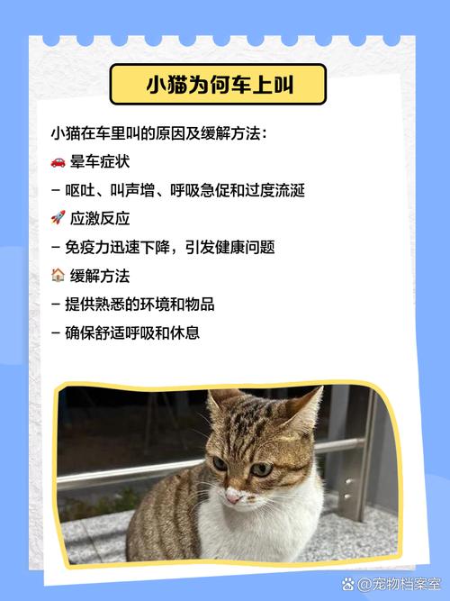猫咪老嗷嗷叫怎么办?